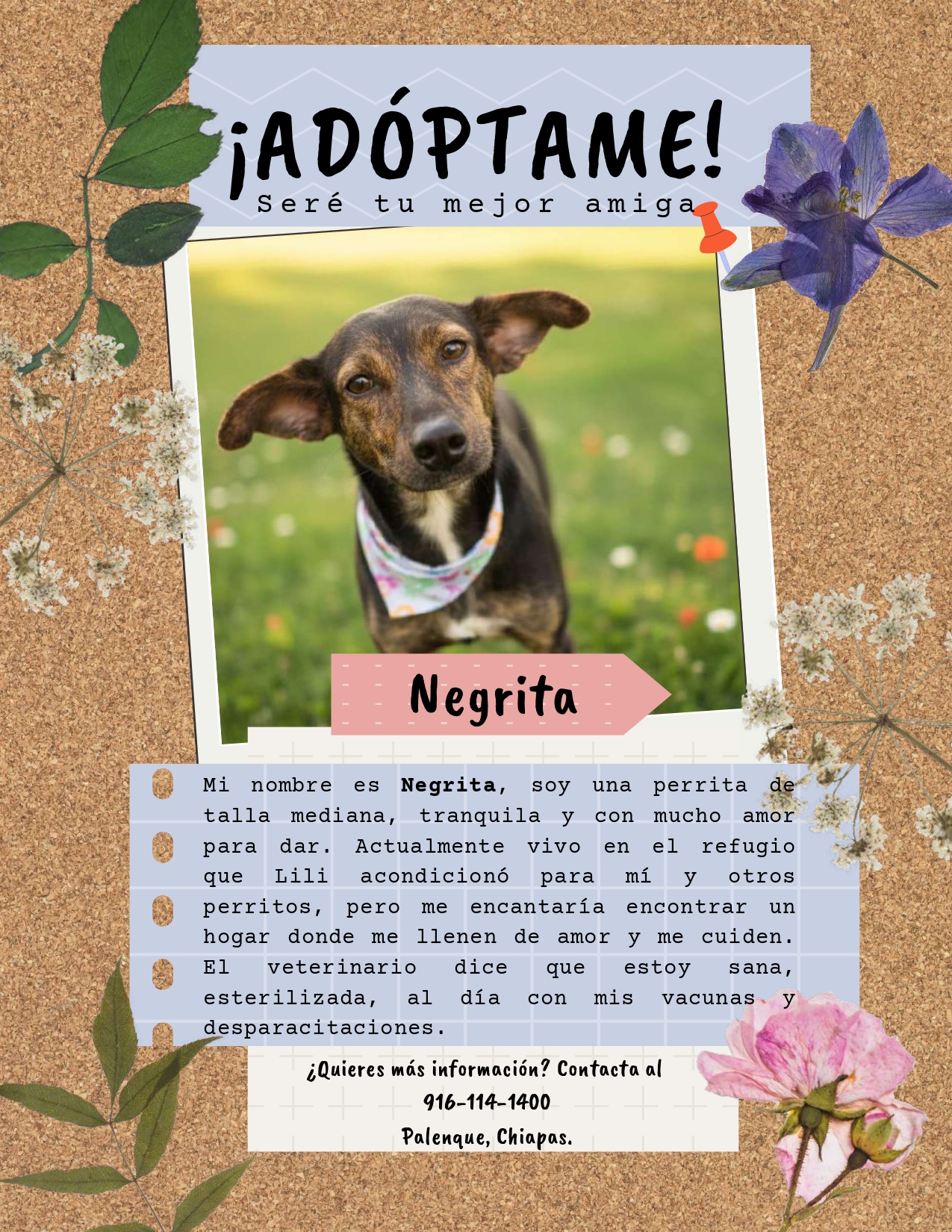 Negrita